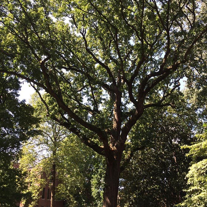 Bicentennial Oak of Vanderbilt #30