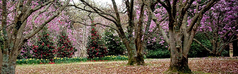 Memphis Botanical Garden