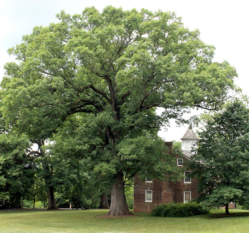Old Oak of Tusculum College
