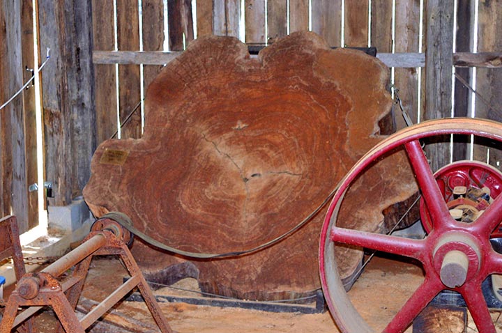 Trigonia Elm Trunk