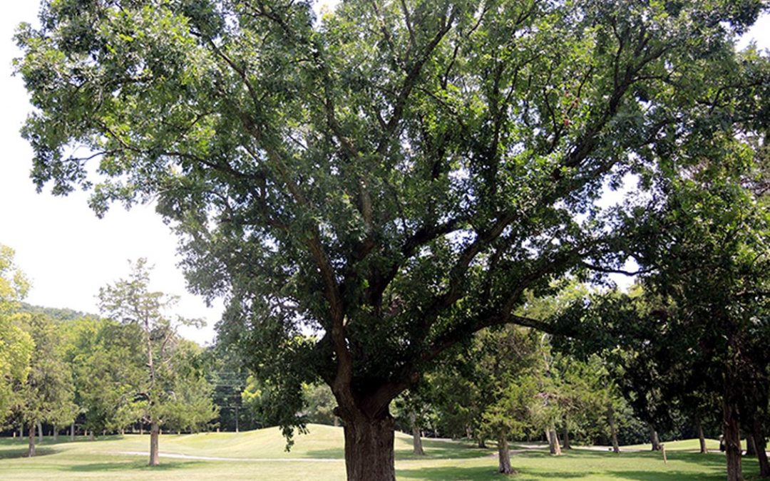 Witness Tree of Richland Country Club #23