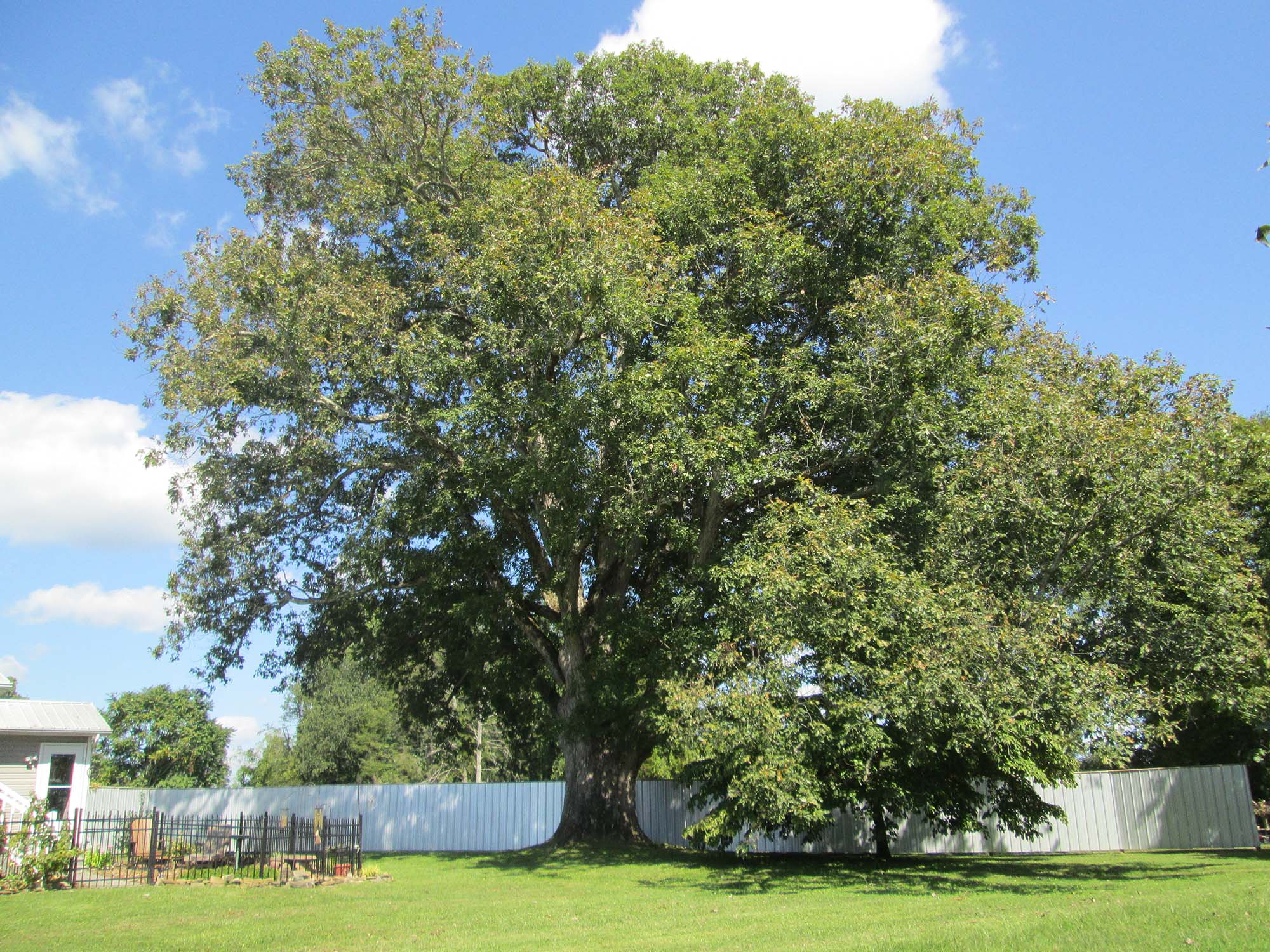 The Pleasant Hill Academy Oak