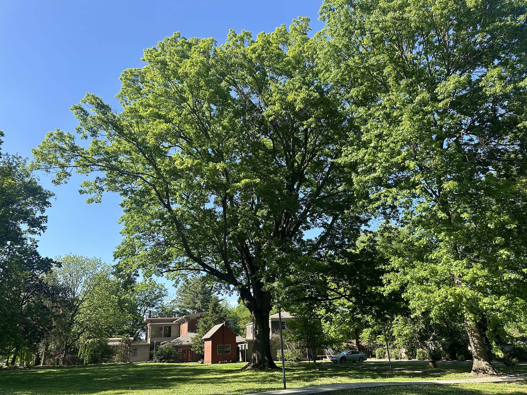 Franklin Grove Shumard Oak Franklin Grove Shumard Oak