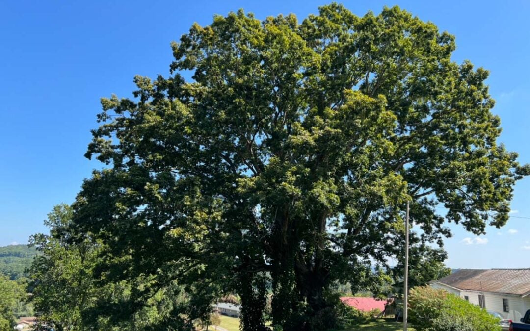 Harriman Cemetery Oak