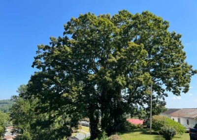 Harriman Cemetery Oak