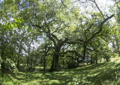 The Ruth Witness Tree