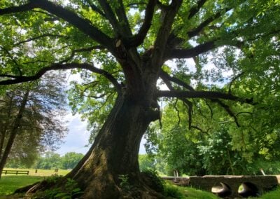 Wise Old Oak of Franklin First UMC