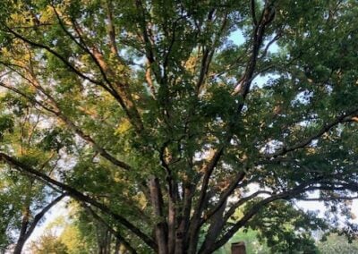 Old Town Bur Oak